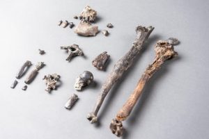 Why some scientists want to rewrite the history of how we learned to walk