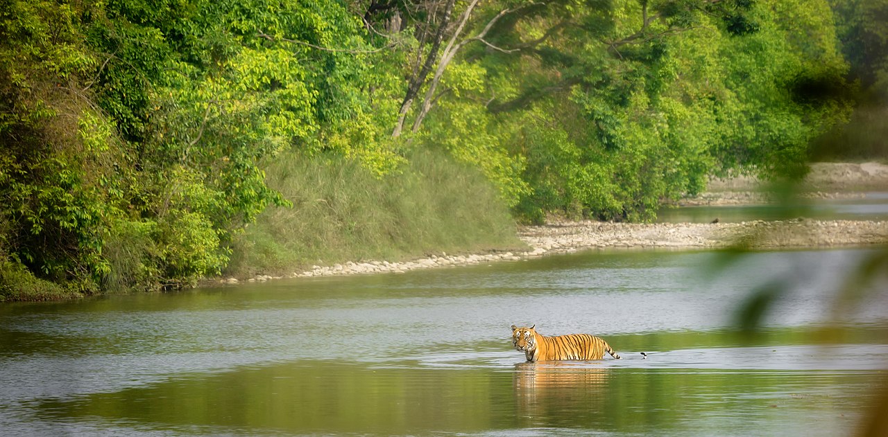Saving the Royal Bengal Tiger in Nepal and beyond