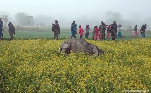 Rhino found dead in Kawasoti