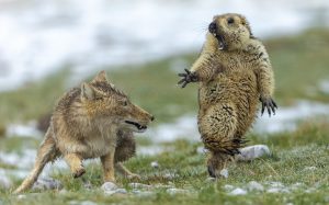 The moment: Tibetan fox versus marmot