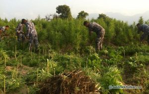 46 lawmakers demand Nepal legalise marijuana farming, ban alcohol import