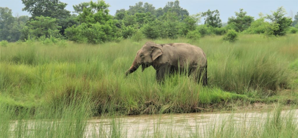 Rethinking Nepal’s elephant tourism