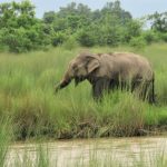 Rethinking Nepal’s elephant tourism