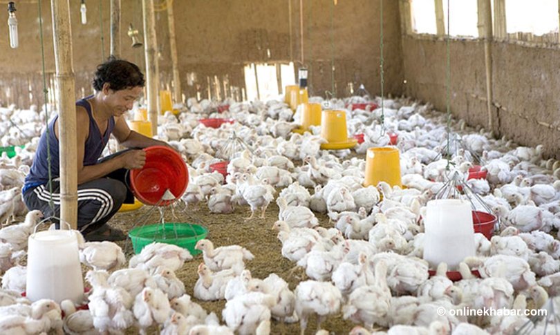 File: A poultry farm - poultry farmer