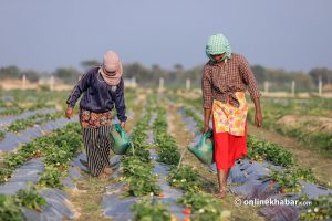 This is how Jhapa indigenous communities are benefitting from a strawberry farm