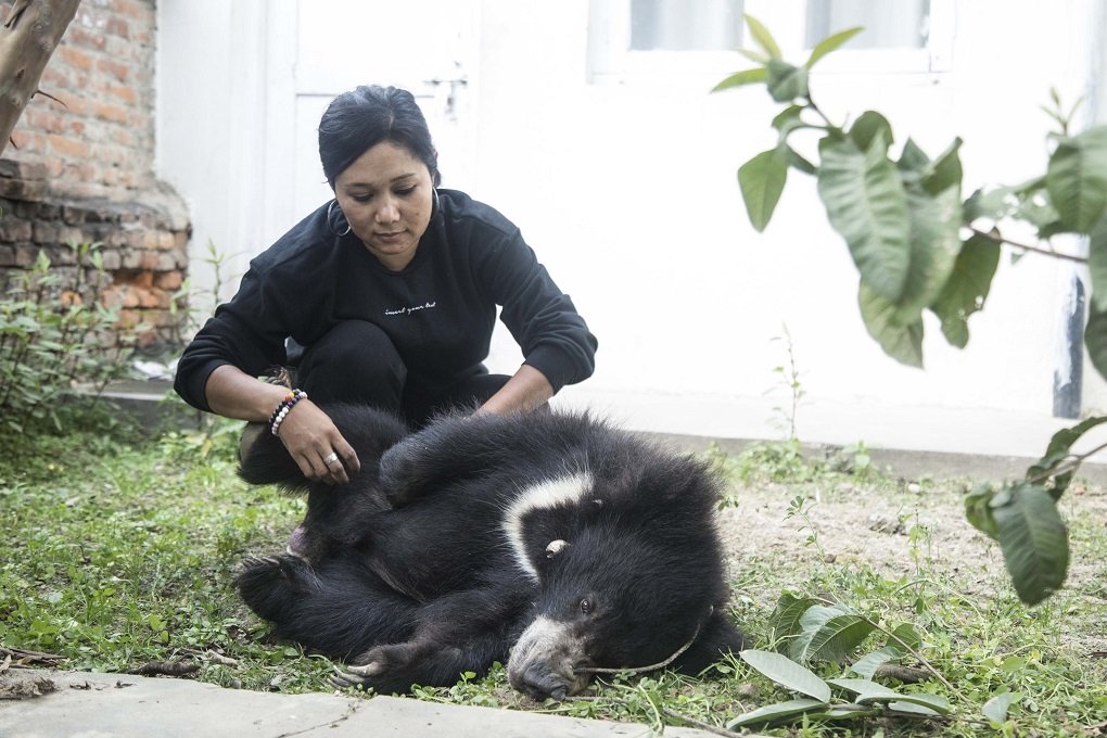 rescued-nepali-bear-denied-exit-permit-onlinekhabar-english-news