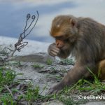 Ecological buffering and the future of monkey management in Nepal