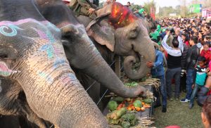 Chitwan hoteliers concerned about elephants’ feed in lockdown