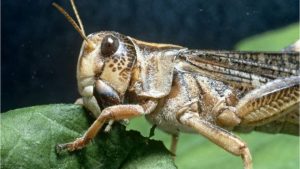 Nepal confirms locust attack in some southern districts