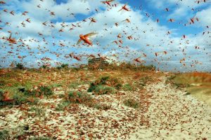 Locusts are likely to come to Nepal after decades. Why is it a concern for country?