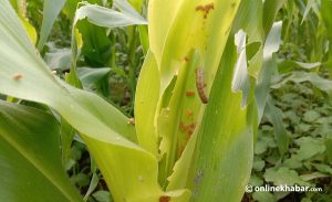 Fall armyworms have spread across 58 districts of Nepal so far: Agriculture Ministry