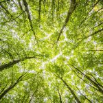 Nepal ranks second in South Asia for forest cover