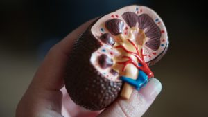 Human Organ Transplant Centre transplants 800 kidneys in 9 years