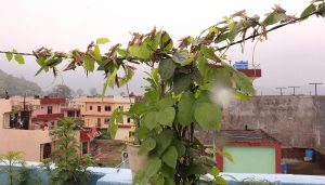 Nepal officials fear locust attack again