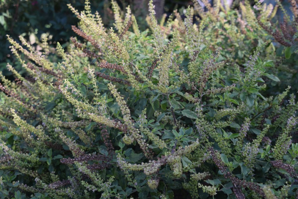 Tulasi Hindus' holy plant with surprising health benefits