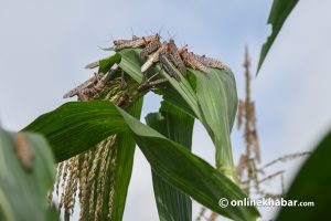 Locust swarms reappear in Dang