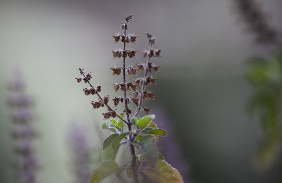 Tulasi Hindus holy plant with surprising health benefits