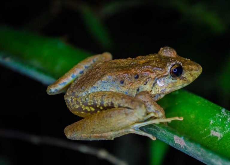 Byaa: jaa nakegu: Day when Newa of Kathmandu feed frogs rice