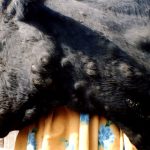 Lumpy skin disease spreads in Sunsari, 53 cattle dead