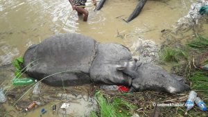 2 rhinos found dead in Chitwan