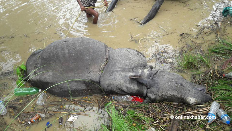 File: A rhino found dead in Chitwan National Park