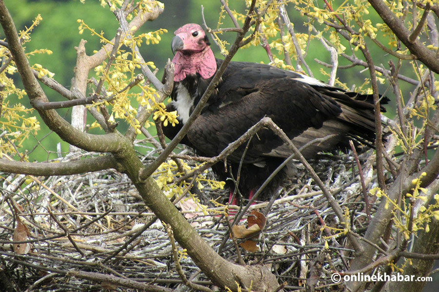 Critically endangered' vultures' nest found in Kanchanpur OnlineKhabar English News