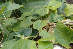 Gurjo: This vine has been household name amid Covid-19 pandemic. What is it anyway?