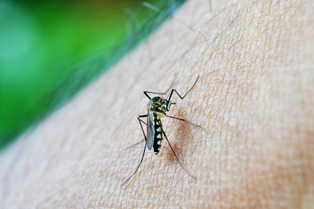 Representational file: A mosquito bite dengue