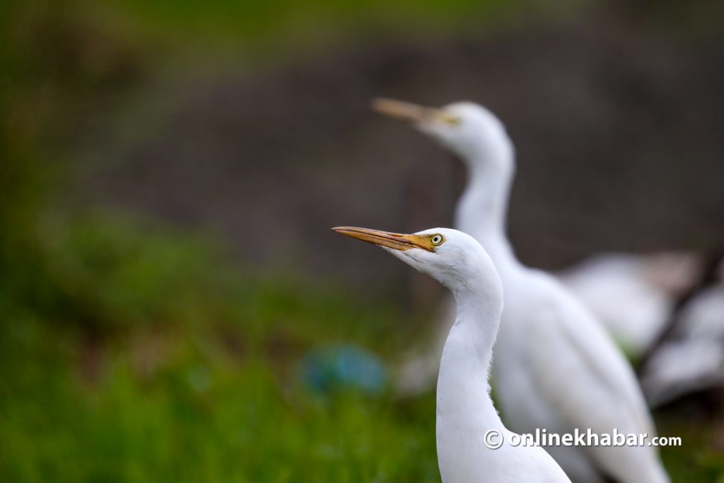 Bastu bakulla/ Cattle egret (Bubulcus ibis). Photo: Aryan Dhimal