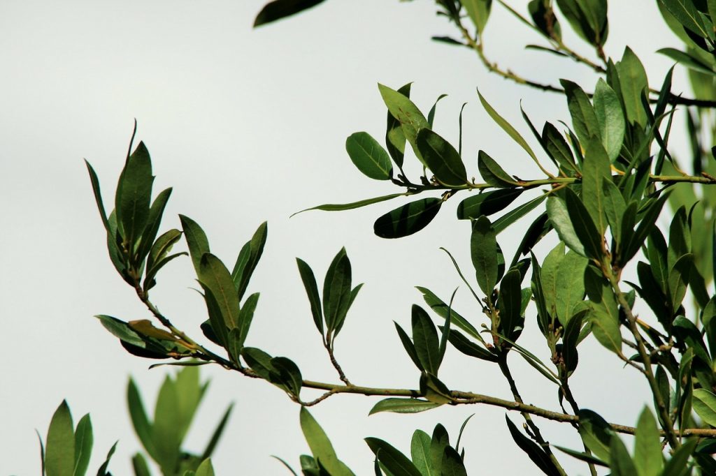 bay leaves tejpaat