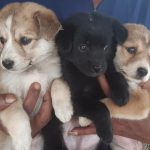 Nepal worships animals but still has no law to protect them