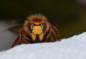 Hornet sting kills two kids in Doti