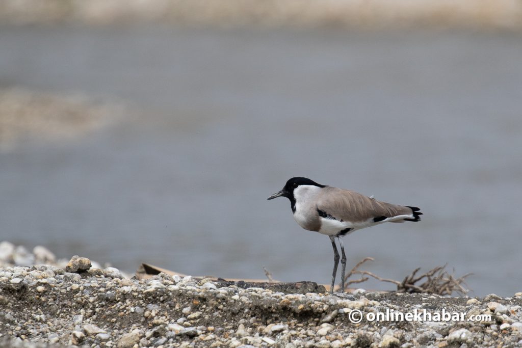 File: A bird on the bank of the Manohara river in Kathmandu. Photo: Aryan Dhimal