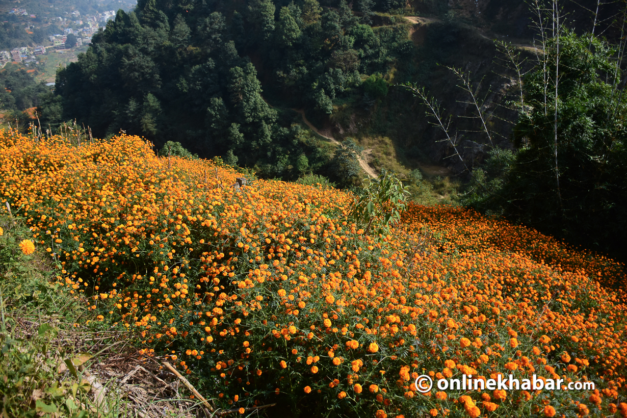 Marigold flowers in full blossom at Ichangunarayan. Photo: Chandra Bahadur Ale
