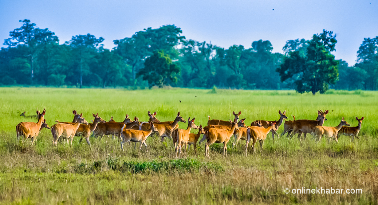 File: Shuklaphanta National Park in Sudurpaschim