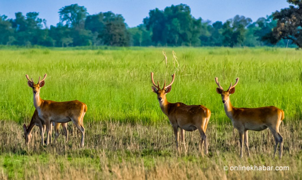 File: Shuklaphanta National Park