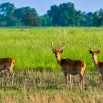 Safari opens in Shuklaphanta National Park