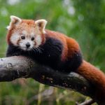 Third Red Panda Festival to be organised in Ilam on April 3-6