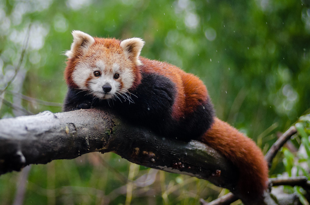 A red panda. Photo: Mathias Appel/Flickr