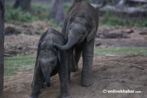 Why is studying poop important for elephant conservation?