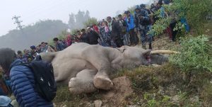 Human-elephant conflict in Nepal:  7 things you should know