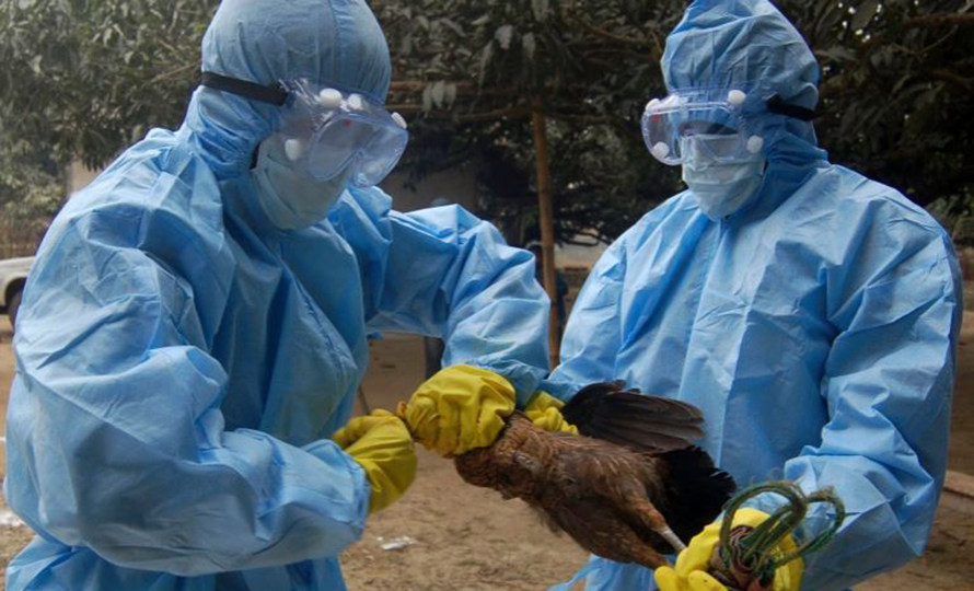File: A chicken is being destroyed after the bird flu outbreak in this undated file photo.