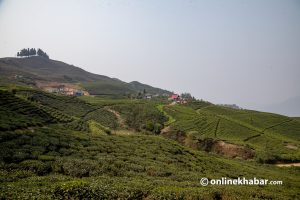 Tea economy and diplomacy: Opportunities and benefits for Nepal