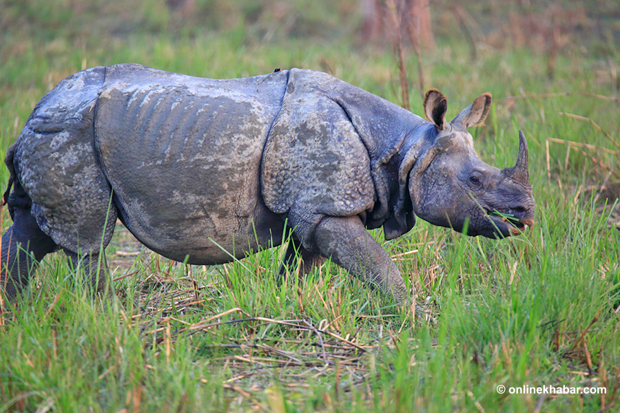 File: A one-horned rhinoceros in Chitwan National Park. This species is important for Nepal's biological diversity. rhino attack