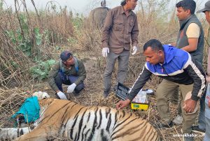 Conservation success leaves Nepal at a loss for dealing with ‘problem tigers’
