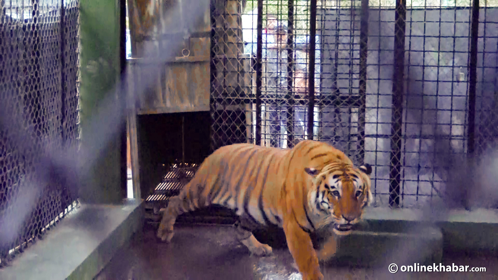 File: A tiger kept at a holding centre of Banke National Park as escaped. The tiger to date has killed seven people.