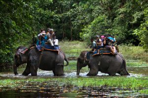 Nepal elephant ride operators illegally selling animals to India