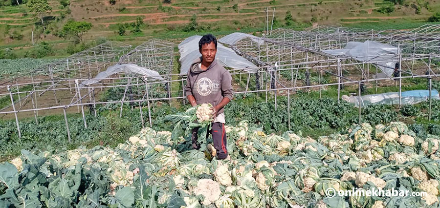 File: A cauliflower farmer