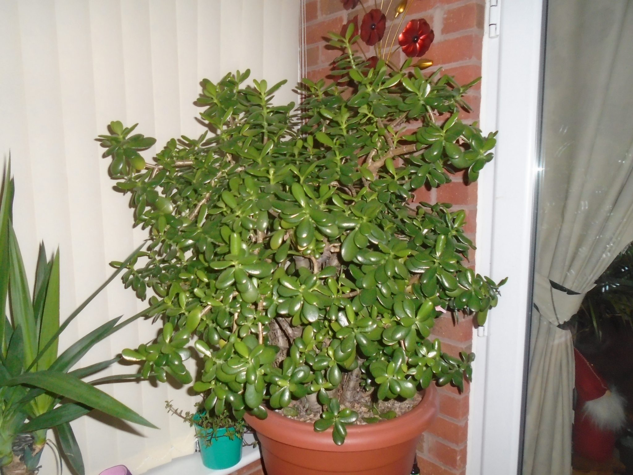 Crassula ovata (нефритовое растение или денежное дерево)