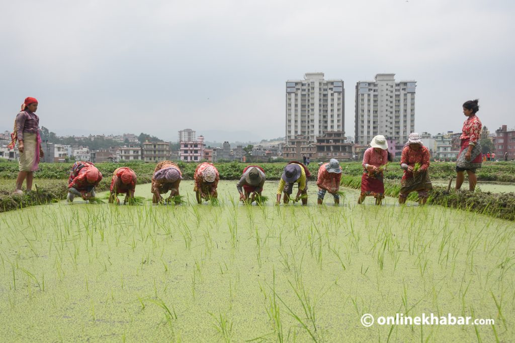 File: Rice plantation in Kathmandu